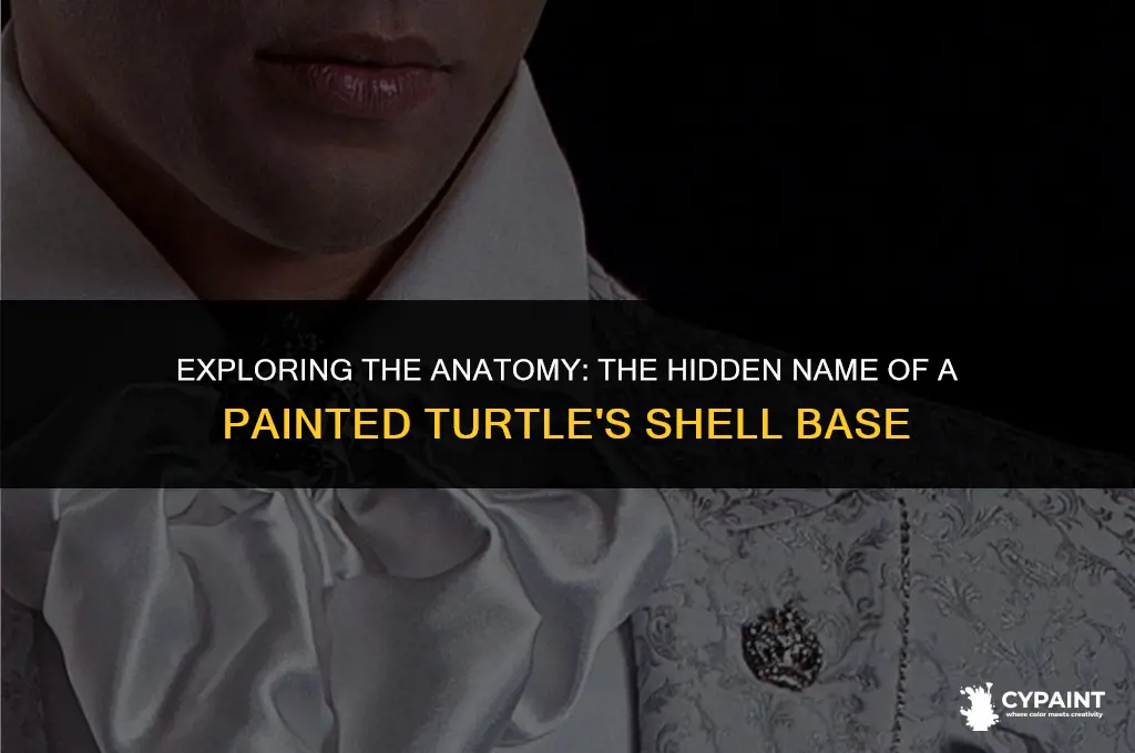 what is the bottom part of painted turtle shell called