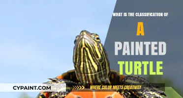 Understanding the Painted Turtle: Species Classification and Identification Guide