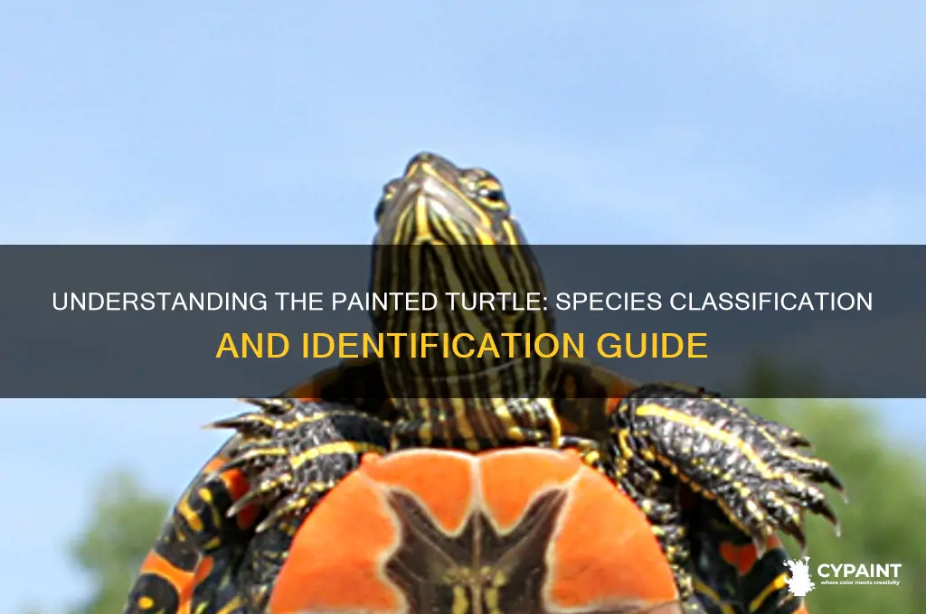 what is the classification of a painted turtle