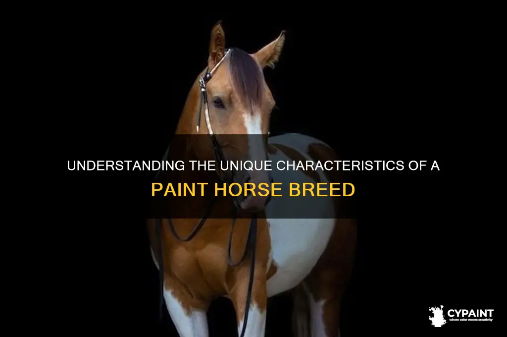 what is the definition of a paint horse