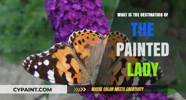 Unveiling the Painted Lady's Journey: Exploring Her Final Destination