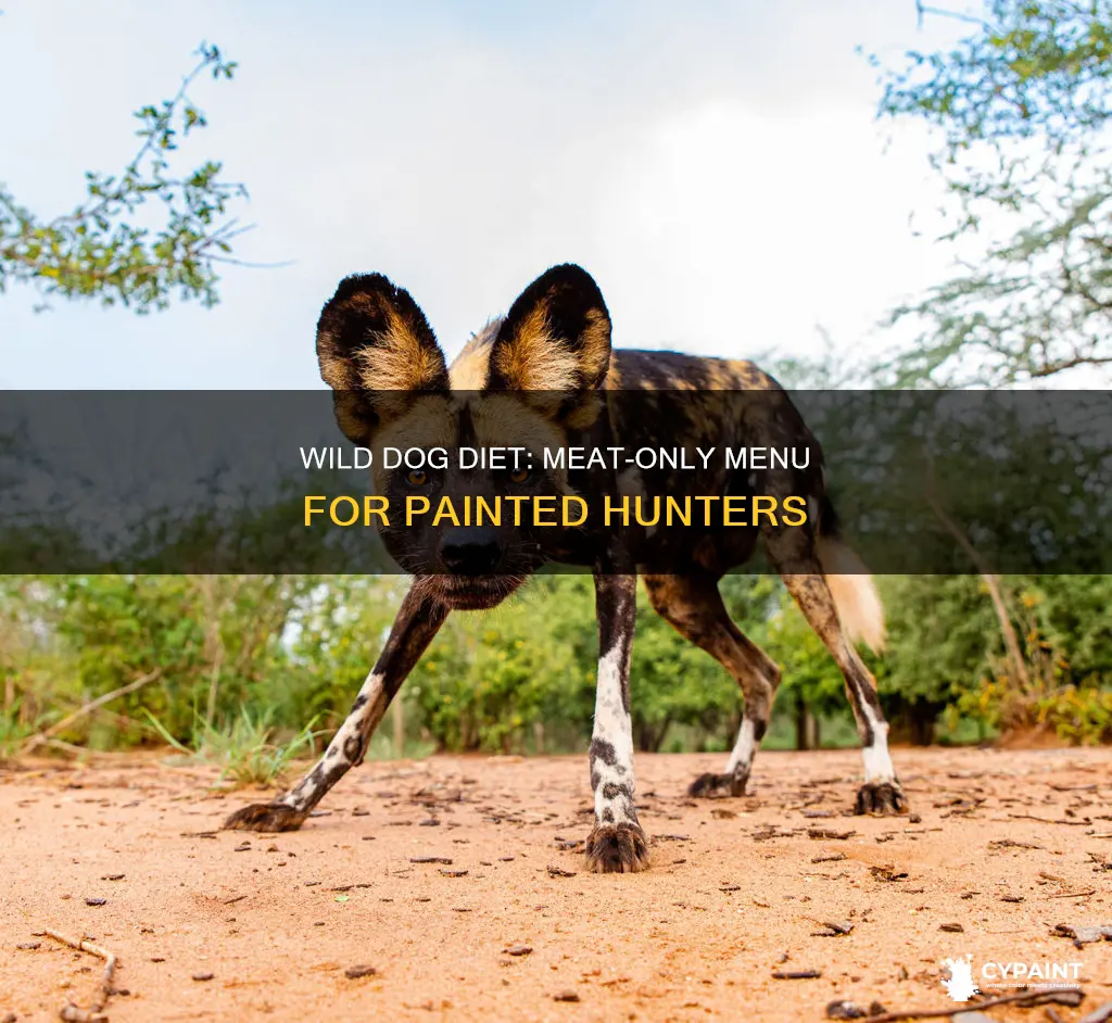 what is the diet of the painted wild dog