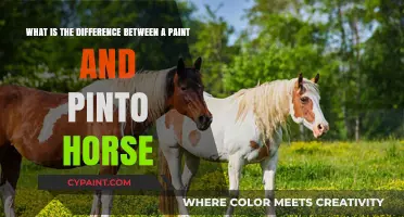 Paint vs. Pinto Horses: Understanding the Distinctive Coat Patterns