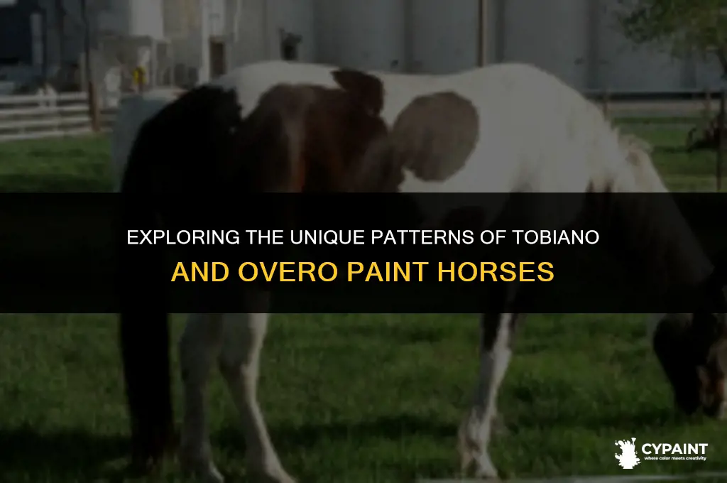 what is the difference between a tobiano and overo paint