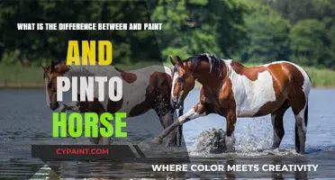 Exploring the Unique Traits of Paint and Pinto Horses