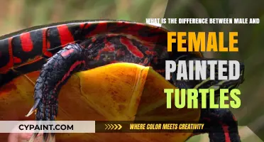 Exploring the Vibrant World of Male and Female Painted Turtles