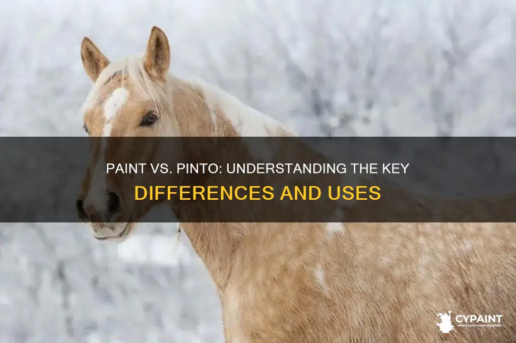 what is the difference between paint and pinto