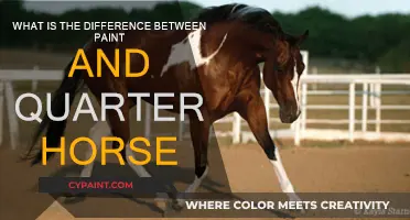 Paint vs Quarter Horses: What's the Difference?