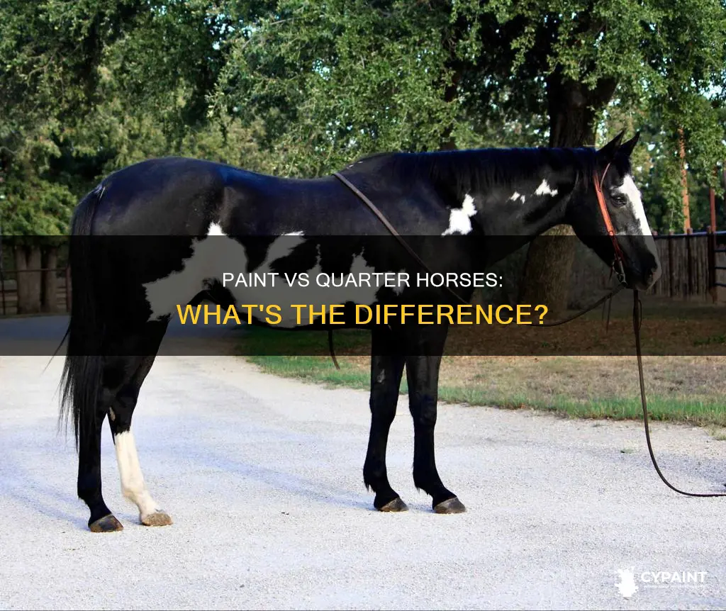 what is the difference between paint and quarter horse