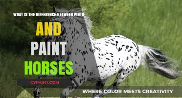 Spotted Beauties: Pinto vs Paint Horses