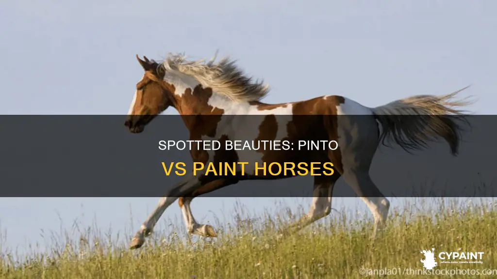 what is the difference between pinto and paint horses