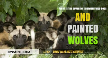 Exploring the Unique Traits of Wild Dogs and Painted Wolves