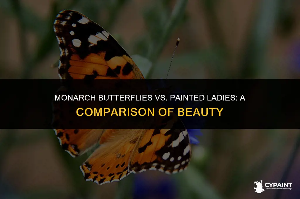 what is the difference from monarch butterflies and painted ladies