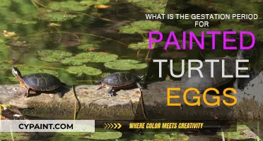How Long Do Painted Turtle Eggs Take to Hatch?