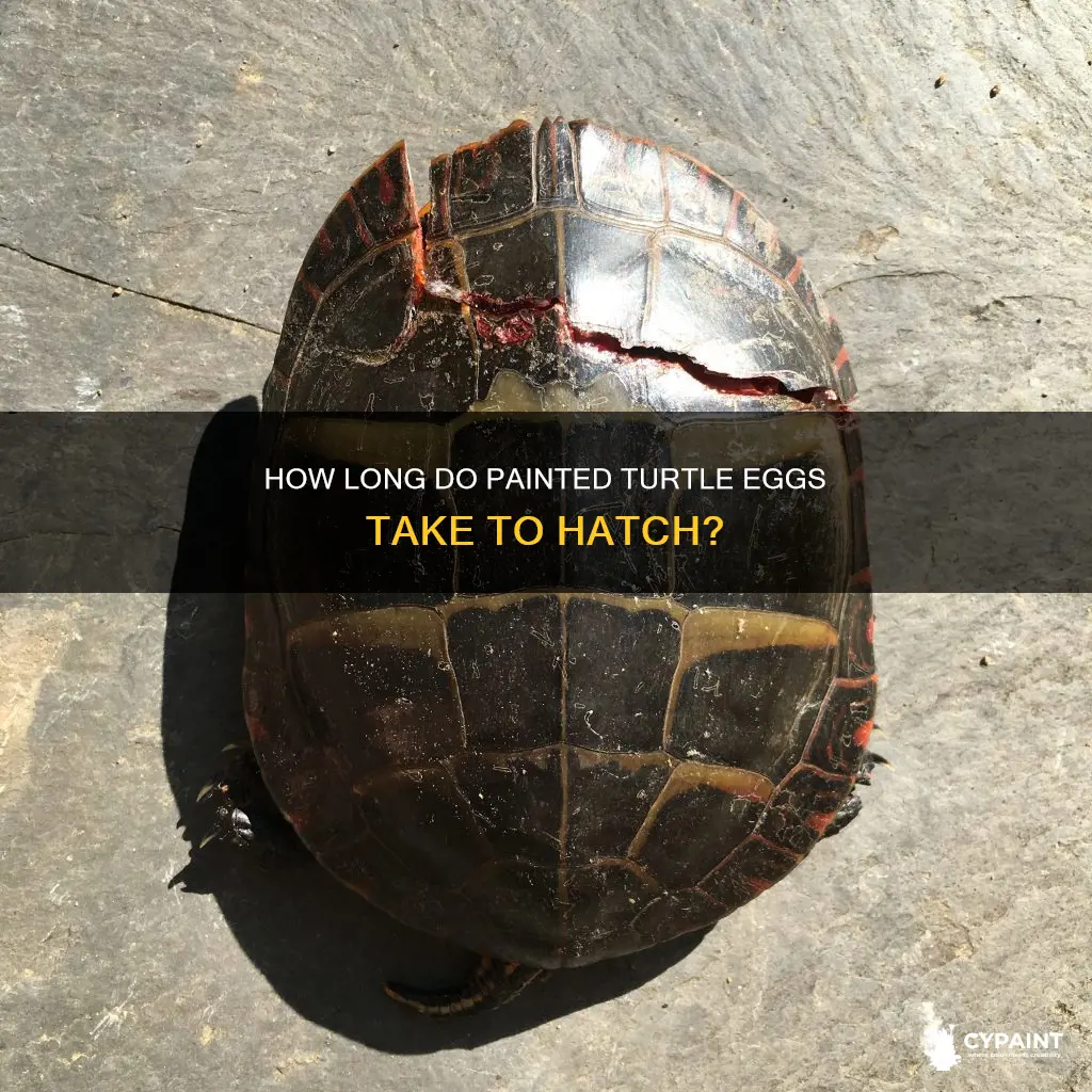 what is the gestation period for painted turtle eggs