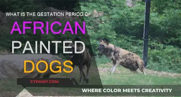 Gestation Secrets of African Painted Dogs
