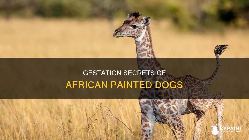 what is the gestation period of african painted dogs