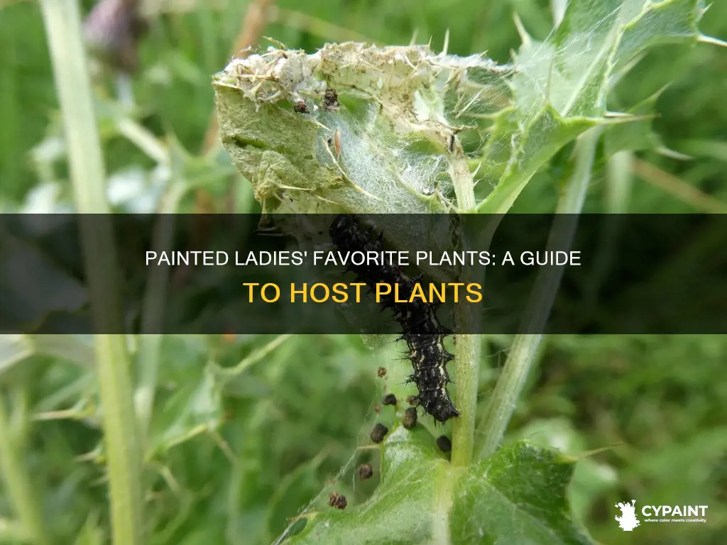 what is the host plant for painted lady butterflies