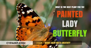 Discovering the Preferred Host Plants of the Painted Lady Butterfly