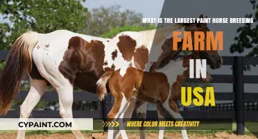 Discovering the Premier Paint Horse Breeding Farm in the USA