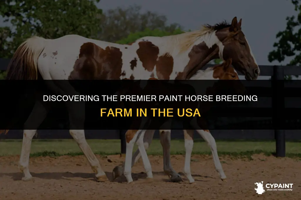 what is the largest paint horse breeding farm in usa