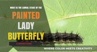 Unveiling the Mysteries of the Painted Lady's Larval Stage