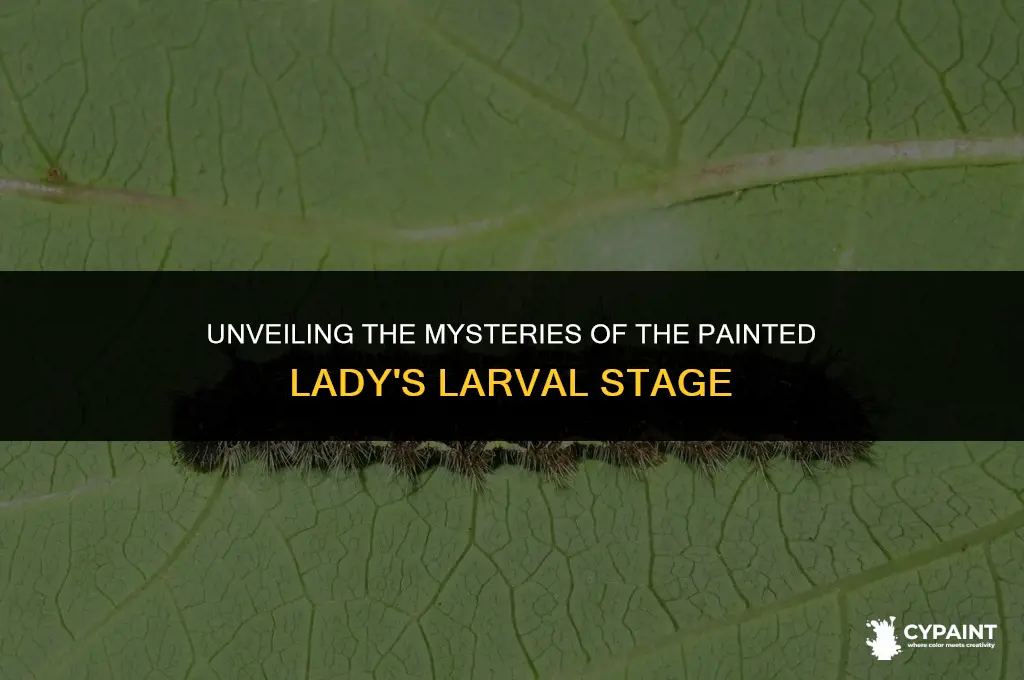 what is the larval stage of the painted lady butterfly