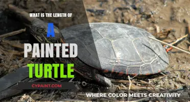 Discovering the Average Size of a Painted Turtle: A Quick Guide