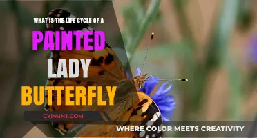 From Caterpillar to Butterfly: The Painted Lady's Life Cycle