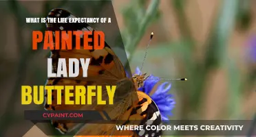 Unveiling the Lifespan Secrets of the Painted Lady Butterfly