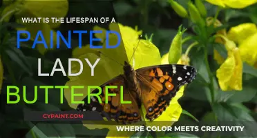 Painted Lady Butterflies: How Long Do They Live?