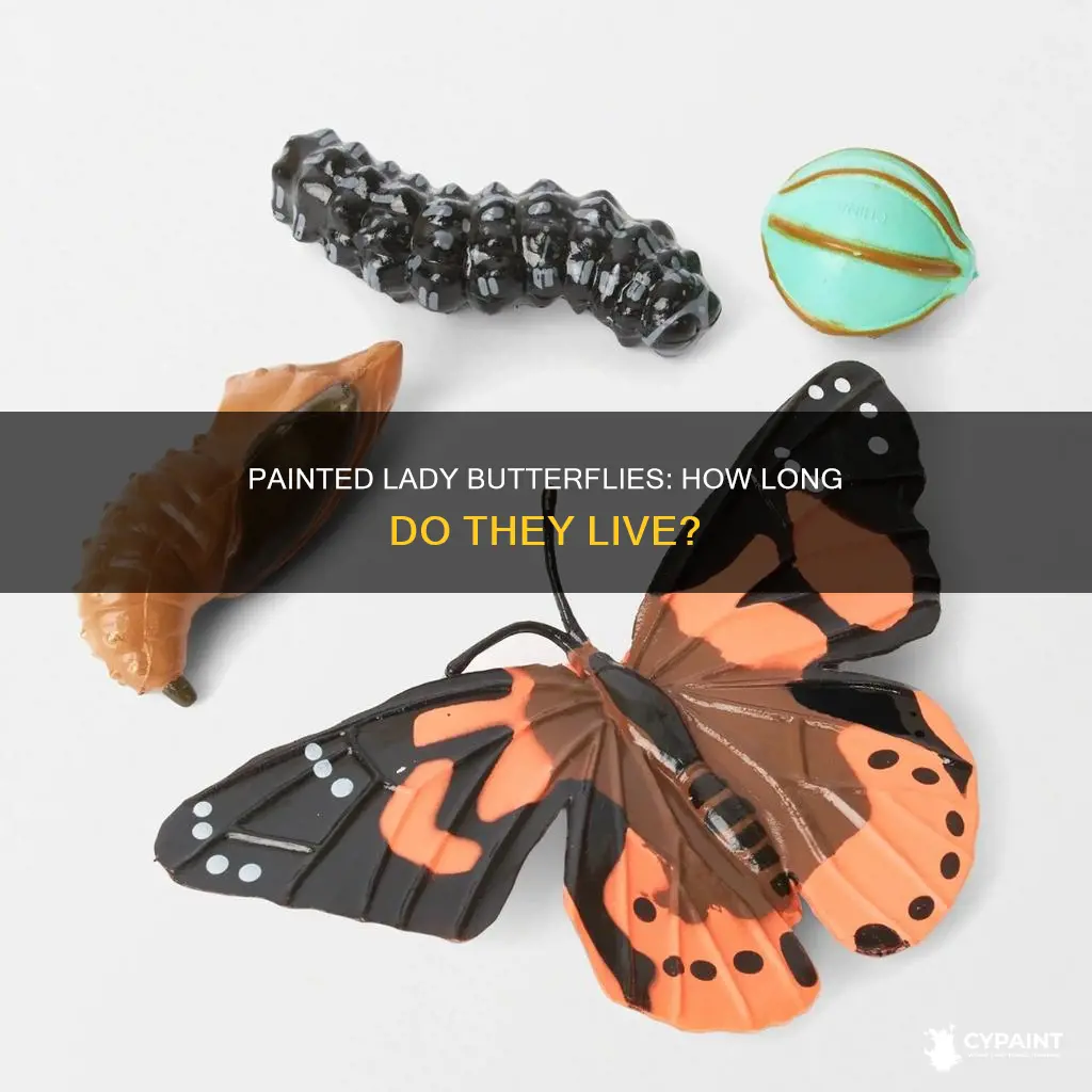 what is the lifespan of a painted lady butterfly