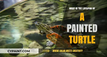 Painted Turtle Lifespan: Understanding Their Survival in the Wild