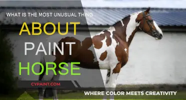 Unusual Paint Horse Traits: What Makes Them Unique?