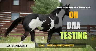 Decoding the New Paint Horse DNA Testing Regulations