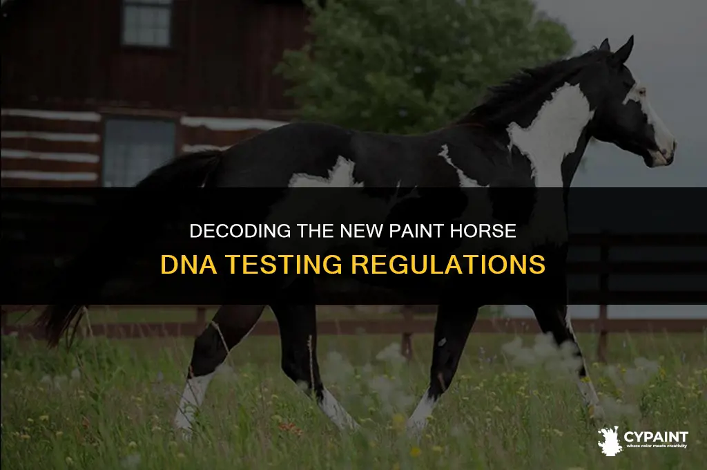 what is the new paint horse rule on dna testing