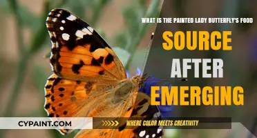 Unveiling the Painted Lady Butterfly's Post-Emergence Food Sources