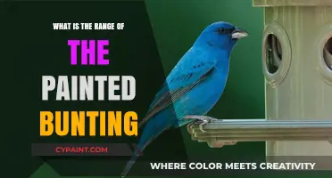 Exploring the Geographic Range of the Vibrant Painted Bunting