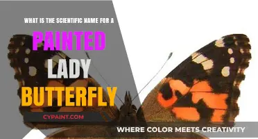 Unveiling the Scientific Name of the Painted Lady Butterfly
