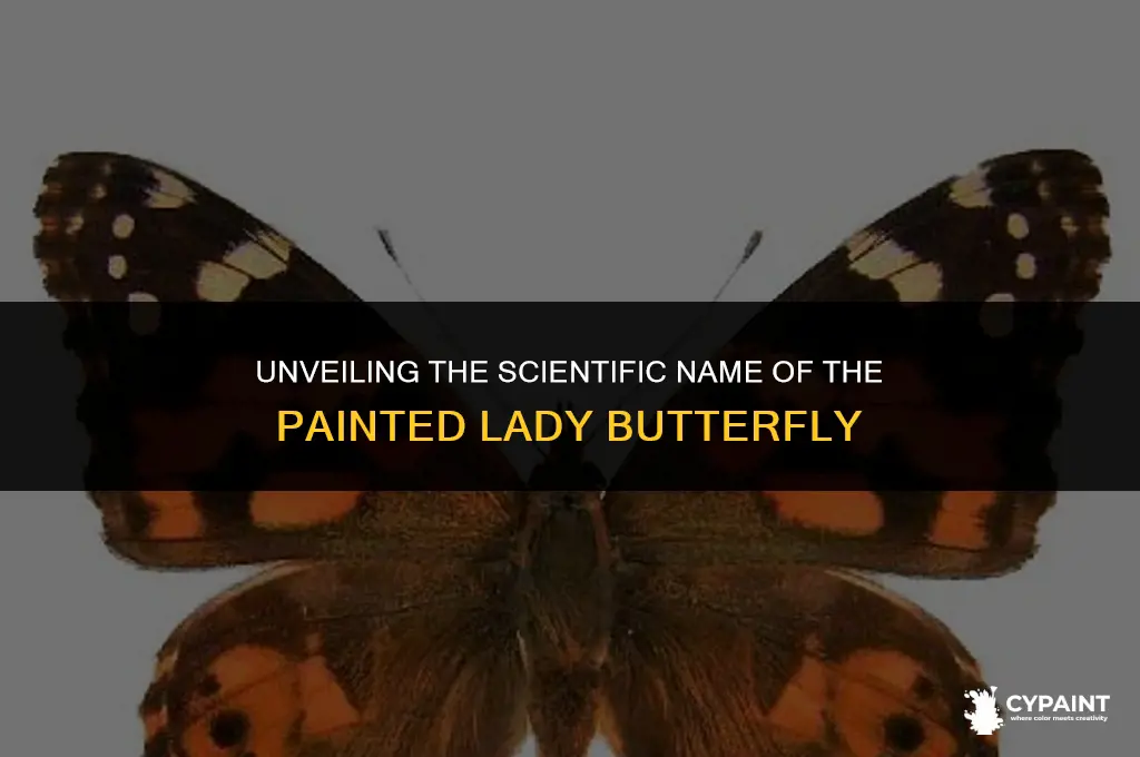 what is the scientific name for a painted lady butterfly