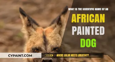 Unveiling the Scientific Moniker of Africa's Colorful Canine: A Journey into Lycaon Pictus