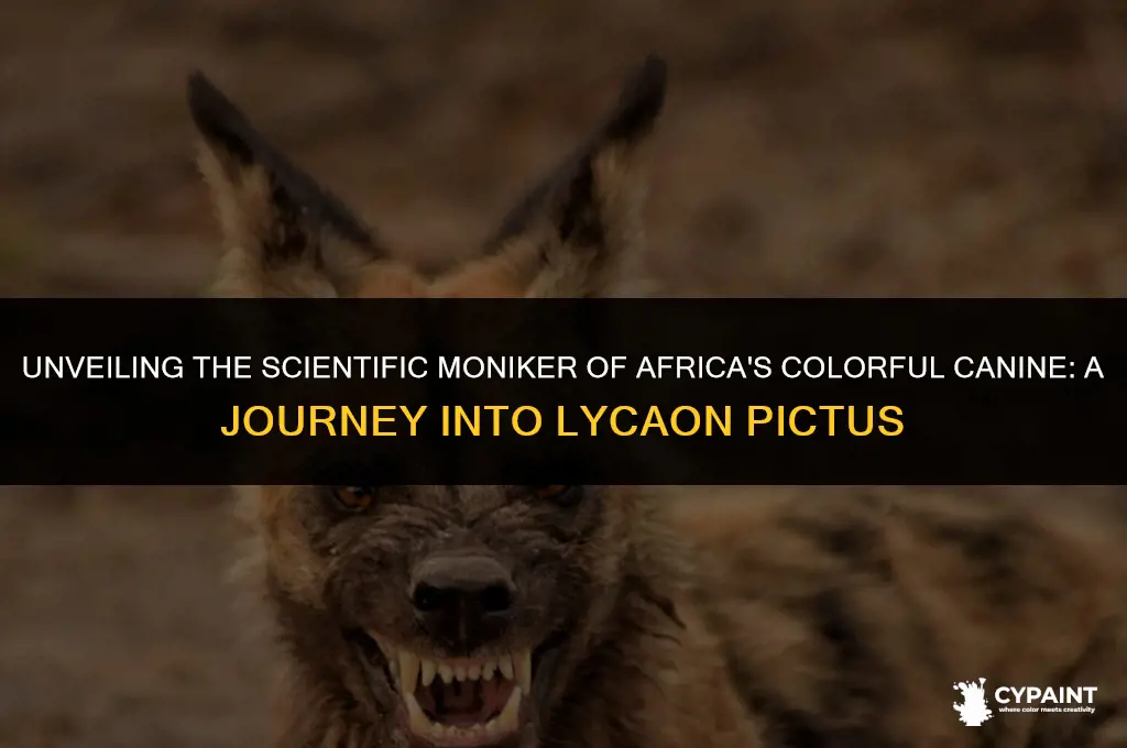 what is the scientific name of an african painted dog