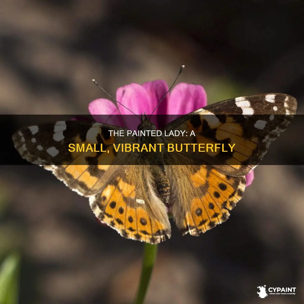 what is the size of a painted lady butterfly