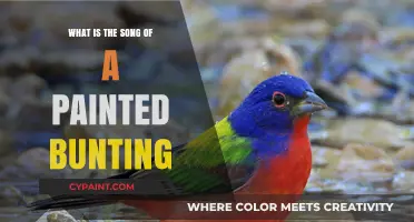 The Vibrant Melody: Unveiling the Painted Bunting's Song