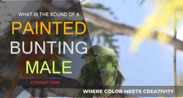 Melodic Warbler: Painted Bunting Male's Song