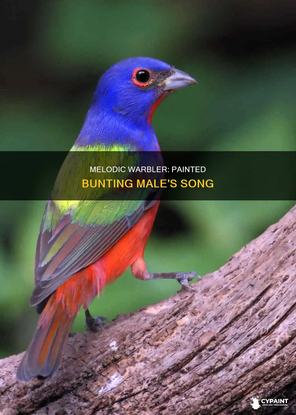 what is the sound of a painted bunting male