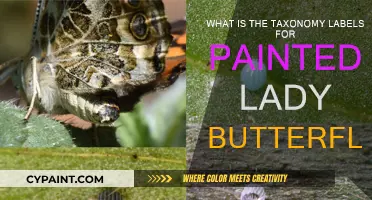 Painted Lady Butterflies: Their Taxonomy and Labels Explored