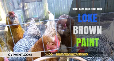 Unusual Egg Discovery: Brown Paint-Like Eggs and Their Surprising Origin