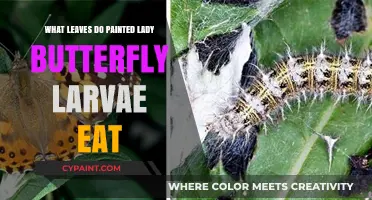 Painted Lady Butterfly Larvae Diet: Preferred Leaves for Healthy Growth