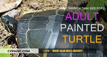 Tank Size for Painted Turtles: How Big is Big Enough?